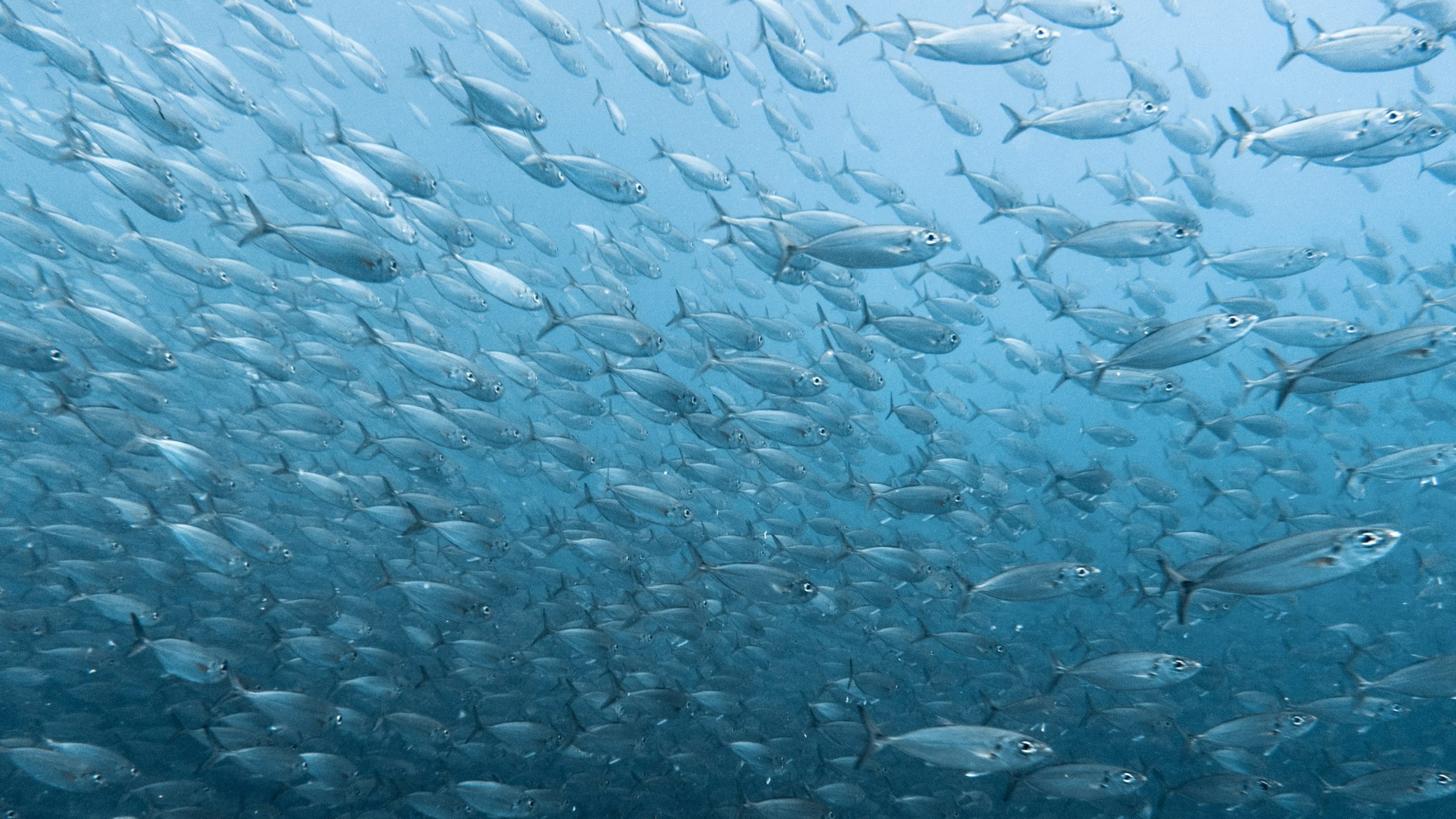 Fischschwarm, Foto: Steve Halama/Unsplash