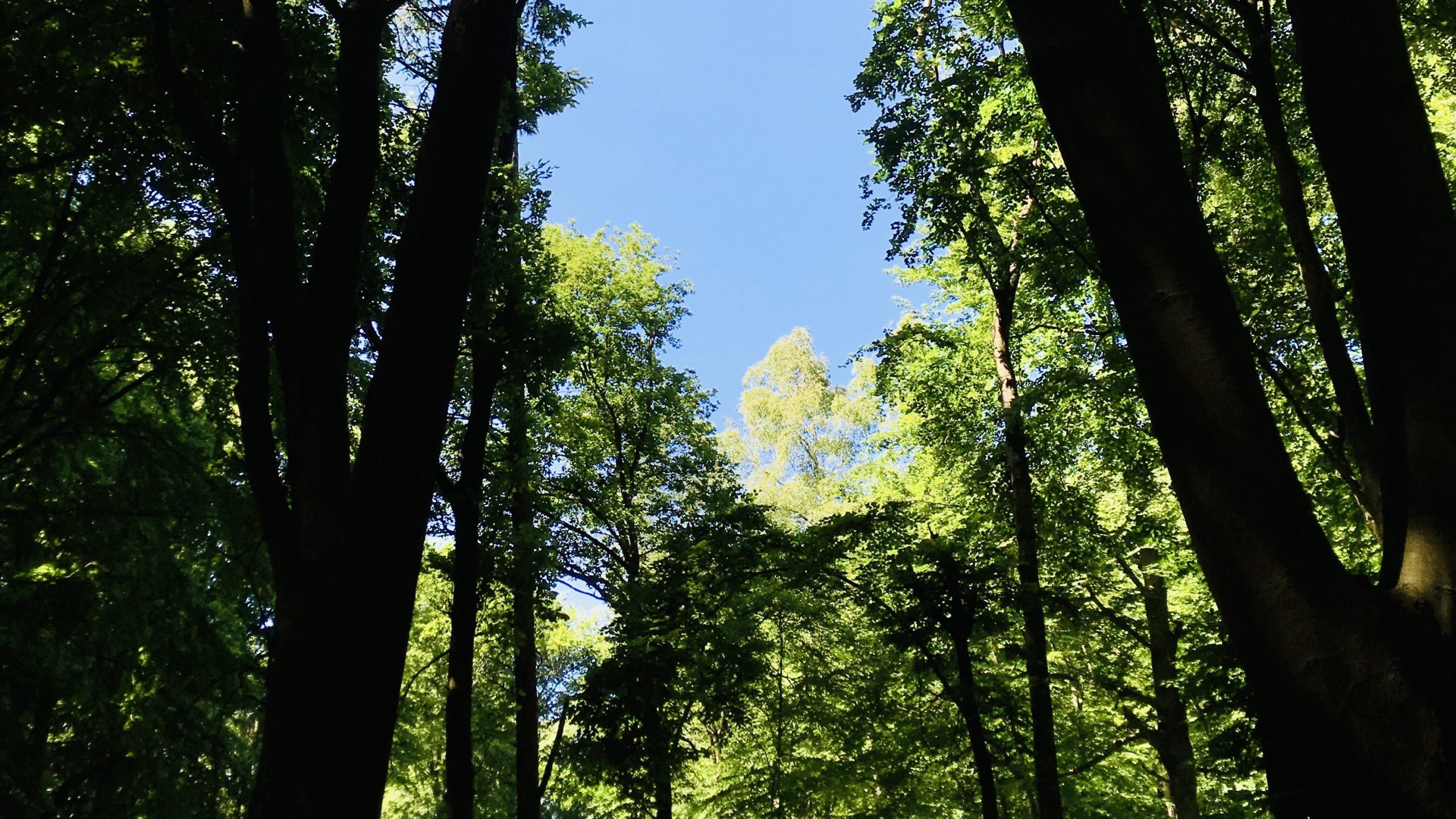 Symbolbild Wald Spaziergang Schatzsuche