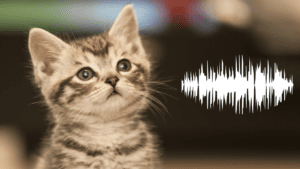Stimmbruch Katze Symbolbild