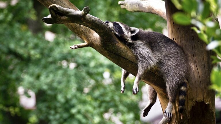 Waschbär auf einem Baum. Foto: Simon Infanger / Unsplash