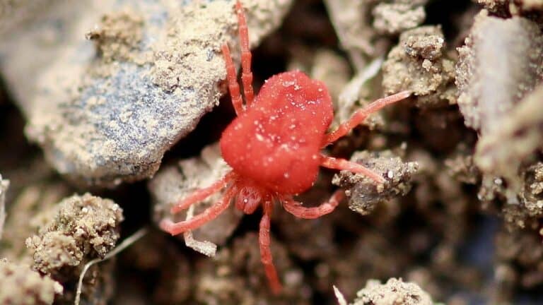 Rote Sandmilbe, aufgenommen von Myriams-Fotos / Pixabay