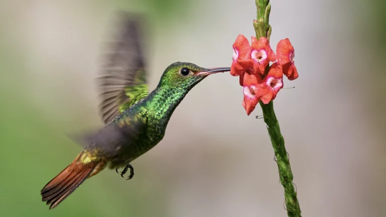 Kolibri im Schwebeflug an einer Pflanze, Foto: Zdenek Mmachacek, Unsplash